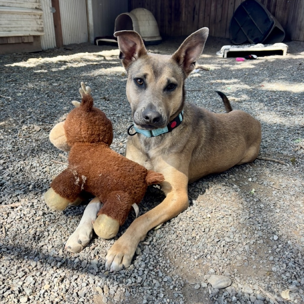 Cherry, an adoptable Mixed Breed in Redwood Valley, CA, 95470 | Photo Image 4