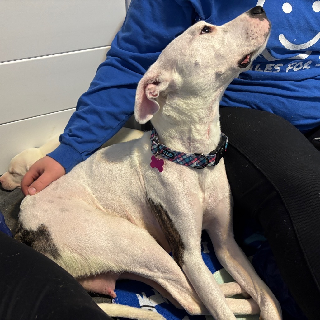 Etta, an adoptable Dogo Argentino, Pit Bull Terrier in Brainerd, MN, 56401 | Photo Image 1