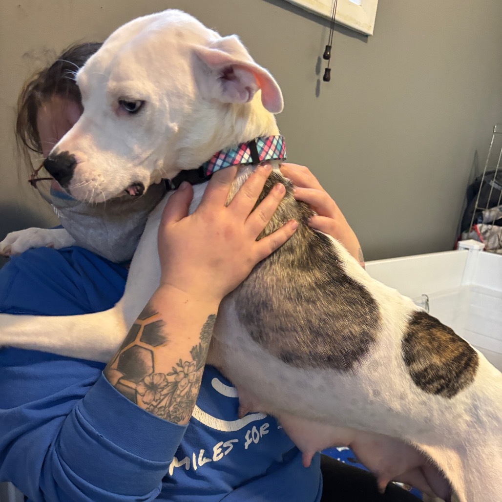 Etta, an adoptable Dogo Argentino, Pit Bull Terrier in Brainerd, MN, 56401 | Photo Image 3