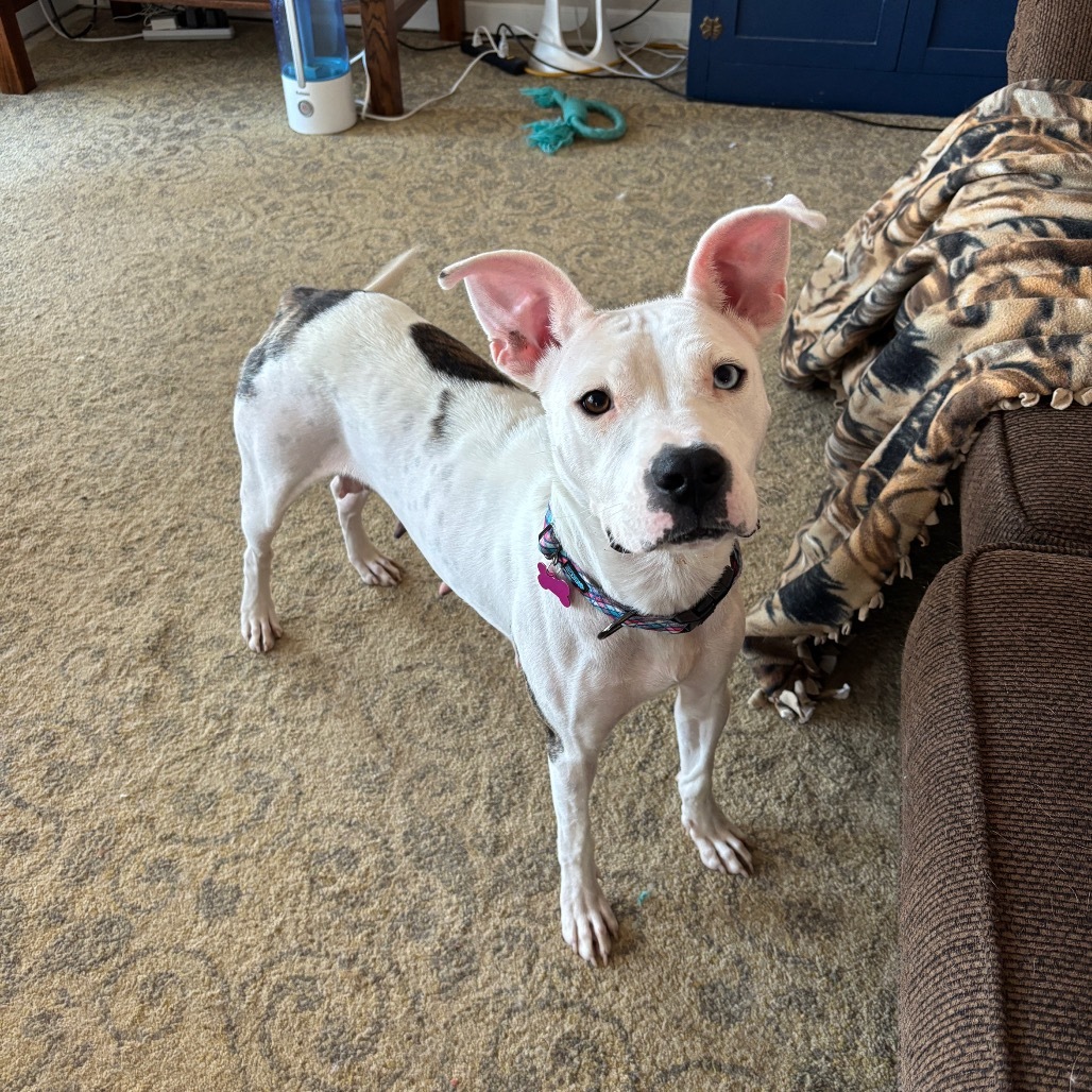 Etta, an adoptable Dogo Argentino, Pit Bull Terrier in Brainerd, MN, 56401 | Photo Image 5