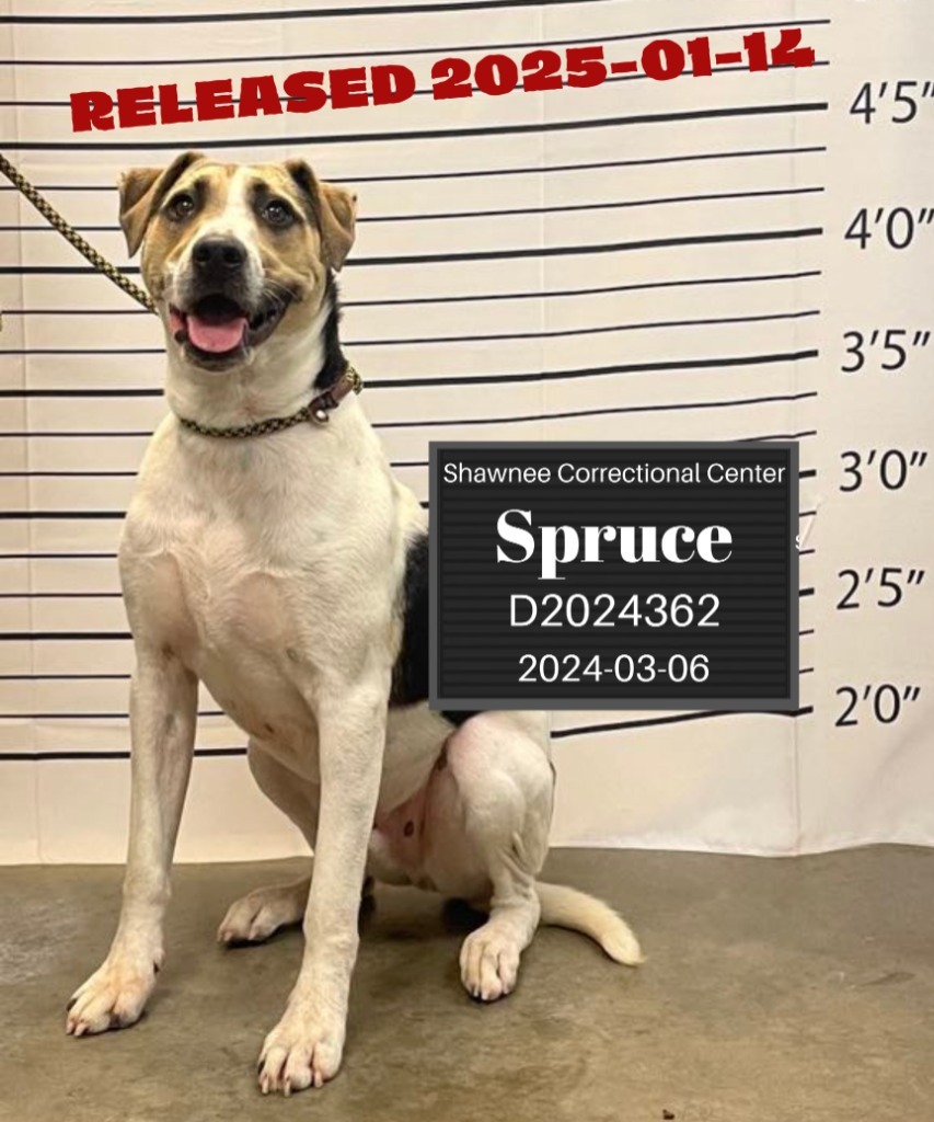 Spruce