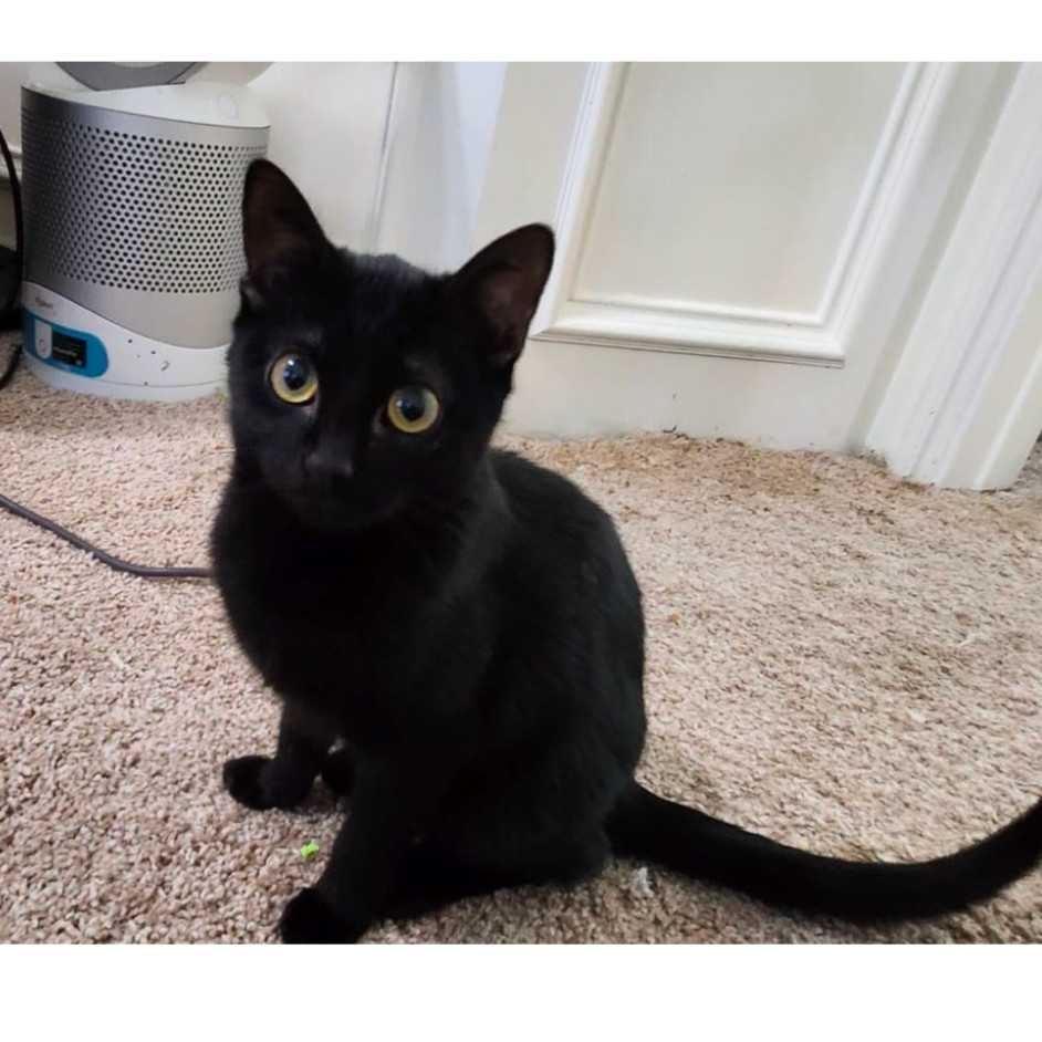 Nyx