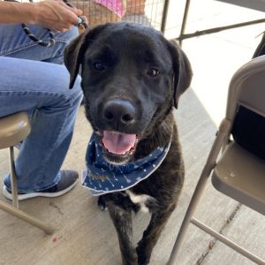 Chomper, Young Male Mastiff