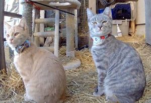 Hi there Im Beamer a total sweetheart goofball My adorable round face and lovely buff fur make m
