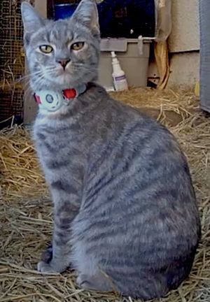 Hello my name is Lexus I am called a dilute torbie - my fur is a mix of tabby and