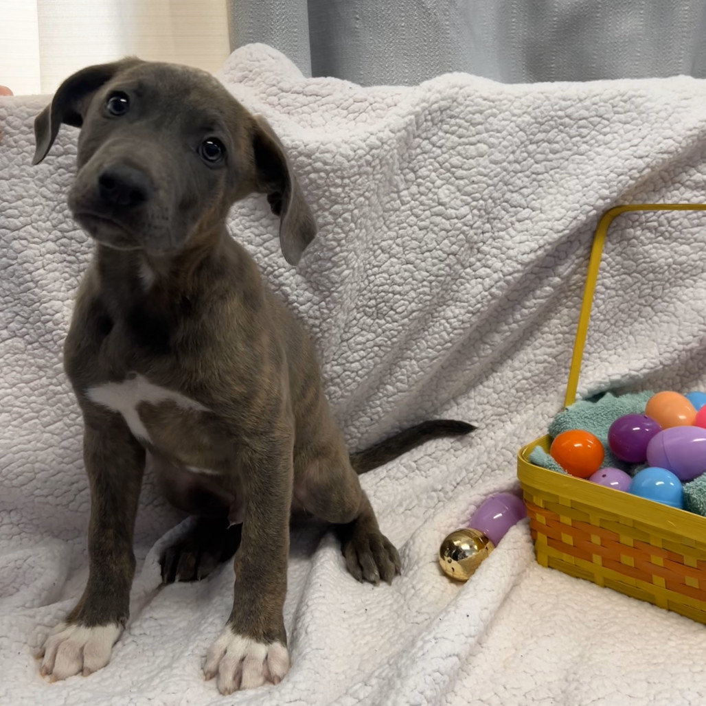 Sweet Potato, an adoptable Pit Bull Terrier in Wahiawa, HI, 96786 | Photo Image 1