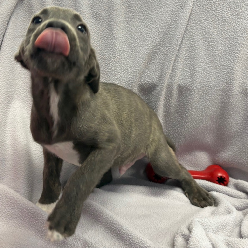 Yukon Gold, an adoptable Pit Bull Terrier in Wahiawa, HI, 96786 | Photo Image 1