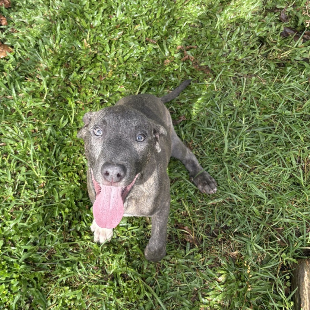 Yukon Gold, an adoptable Pit Bull Terrier in Wahiawa, HI, 96786 | Photo Image 1