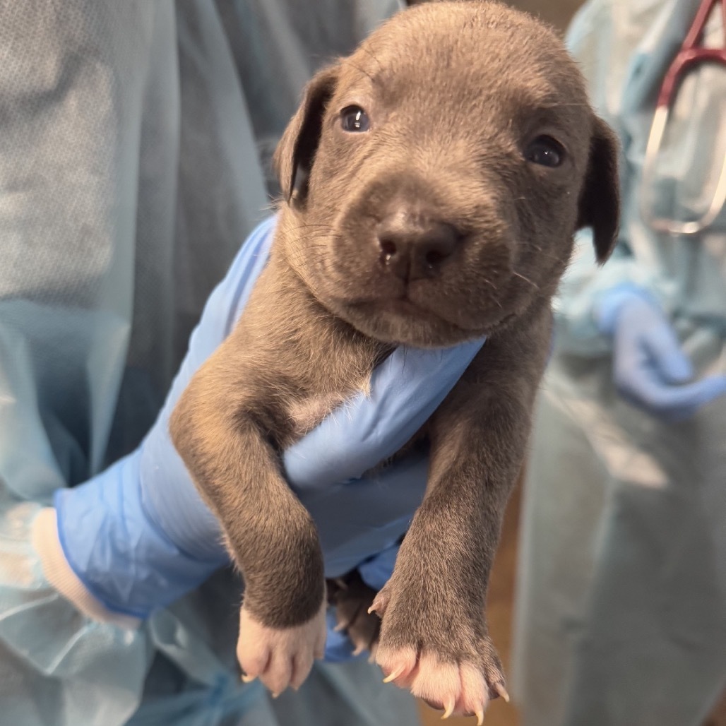 Yukon Gold, an adoptable Pit Bull Terrier in Wahiawa, HI, 96786 | Photo Image 2