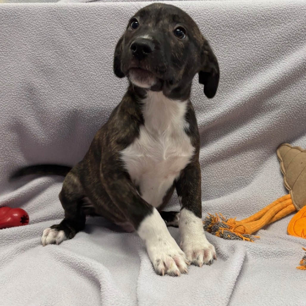 Hashbrown, an adoptable Pit Bull Terrier in Wahiawa, HI, 96786 | Photo Image 1