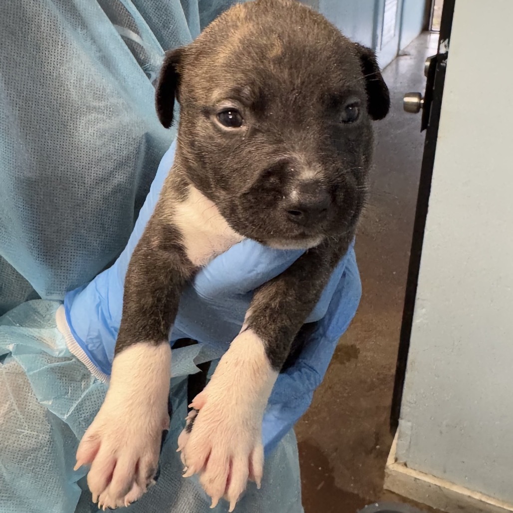 Hashbrown, an adoptable Pit Bull Terrier in Wahiawa, HI, 96786 | Photo Image 2