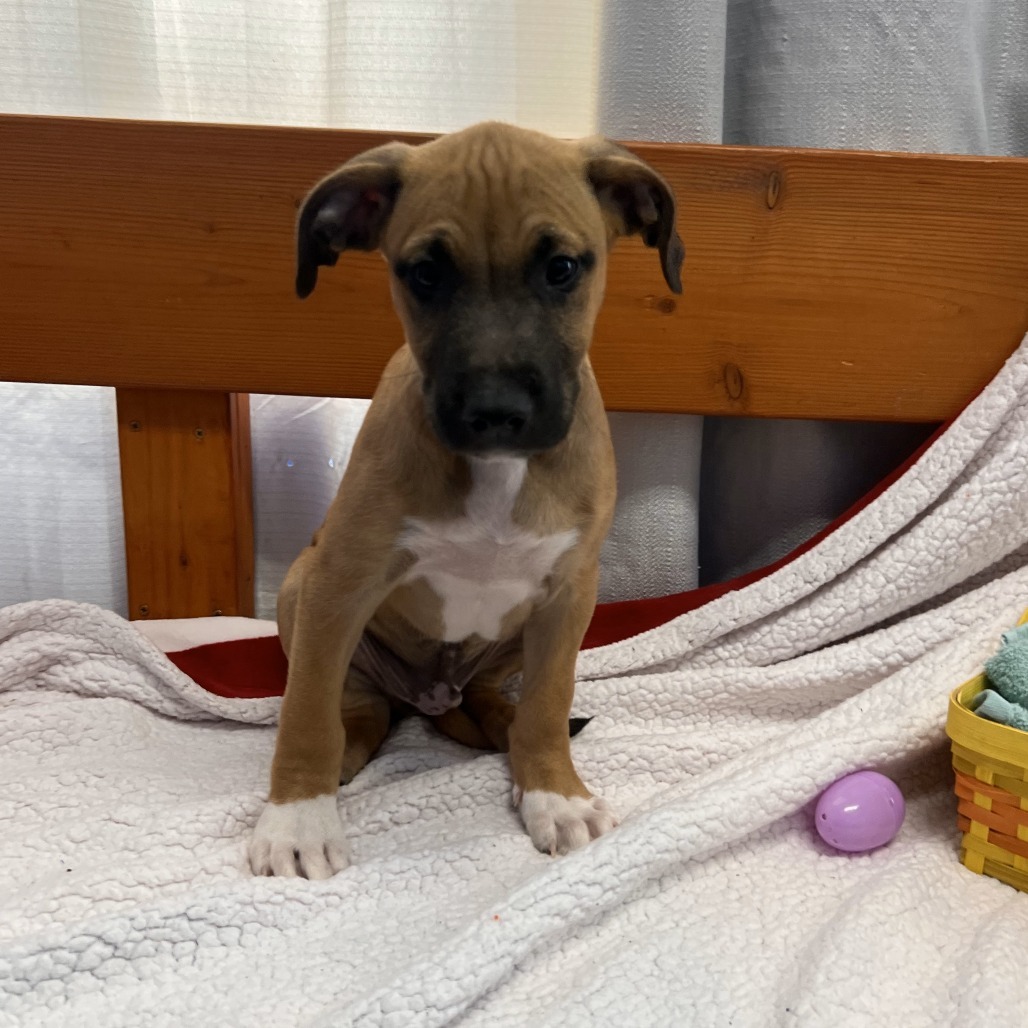 Tater Tot, an adoptable Pit Bull Terrier in Wahiawa, HI, 96786 | Photo Image 1