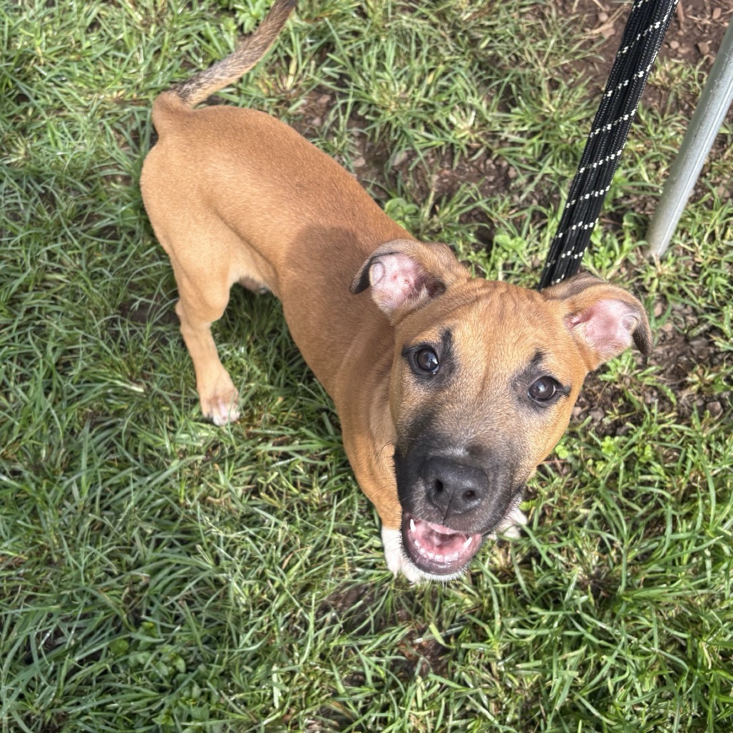 Tater Tot, an adoptable Pit Bull Terrier in Wahiawa, HI, 96786 | Photo Image 1