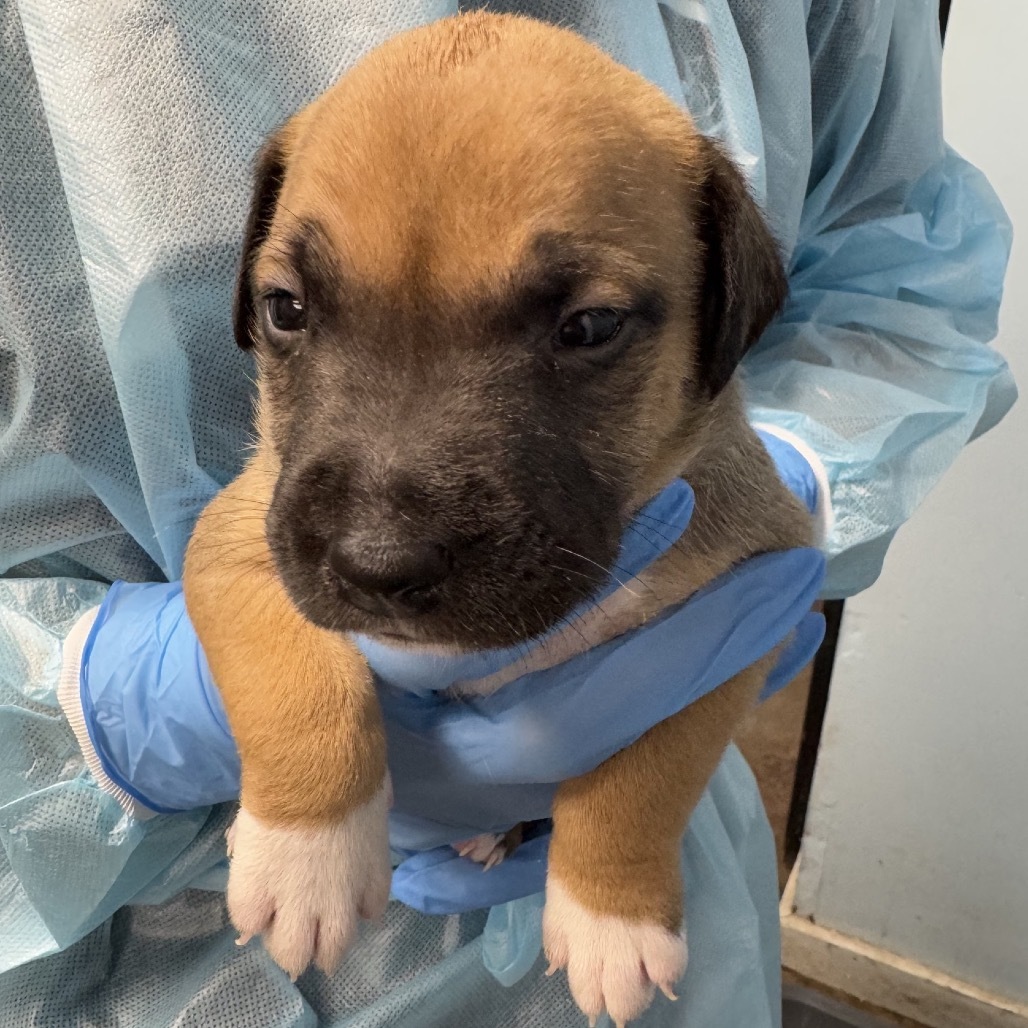 Tater Tot, an adoptable Pit Bull Terrier in Wahiawa, HI, 96786 | Photo Image 2