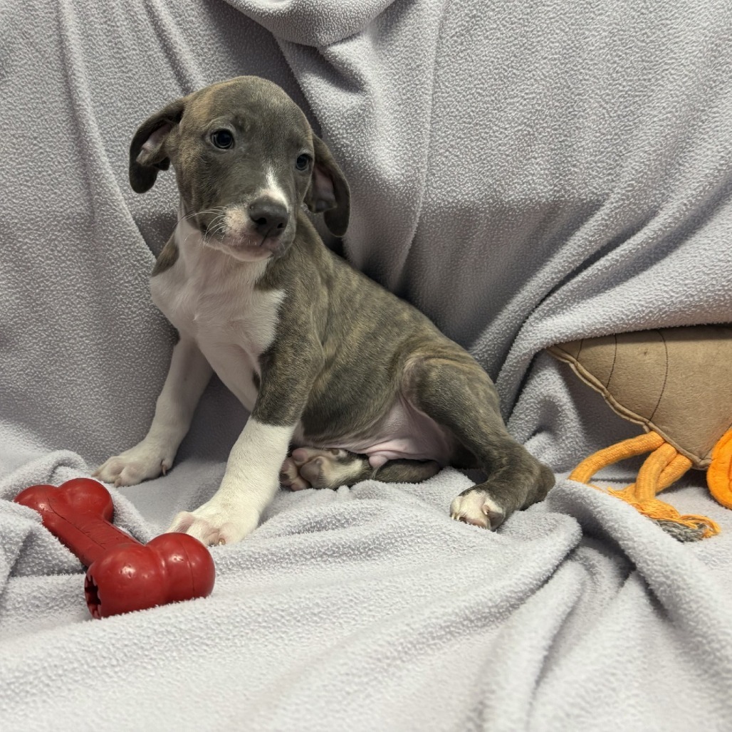 Potato Chip, an adoptable Pit Bull Terrier in Wahiawa, HI, 96786 | Photo Image 1