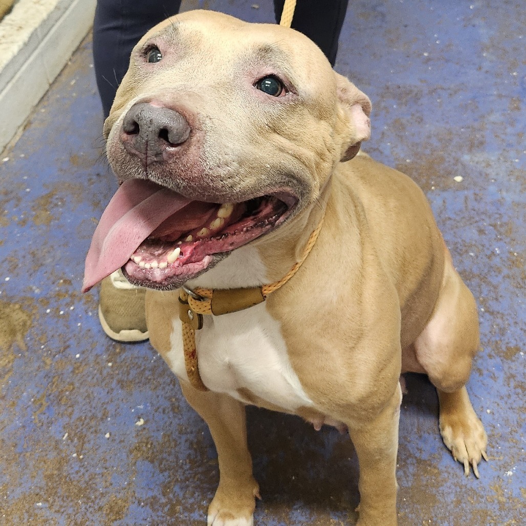 Diva, an adoptable Pit Bull Terrier in Wahiawa, HI, 96786 | Photo Image 1