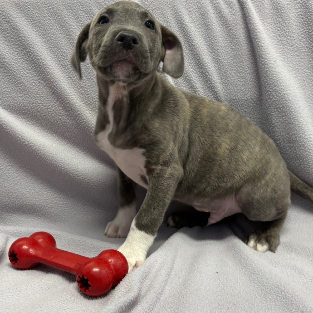 French Fry, an adoptable Mixed Breed in Wahiawa, HI, 96786 | Photo Image 1