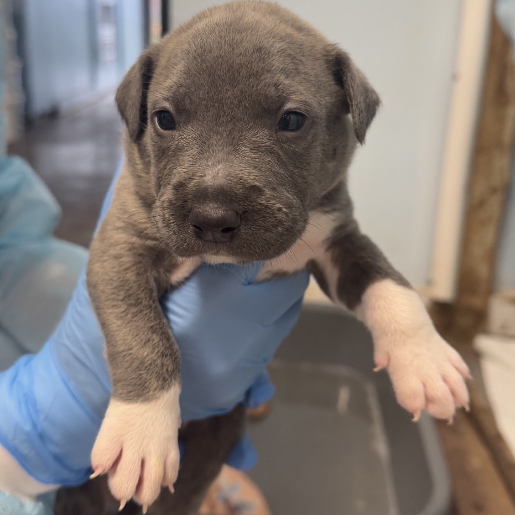 French Fry, an adoptable Pit Bull Terrier, Mixed Breed in Wahiawa, HI, 96786 | Photo Image 2