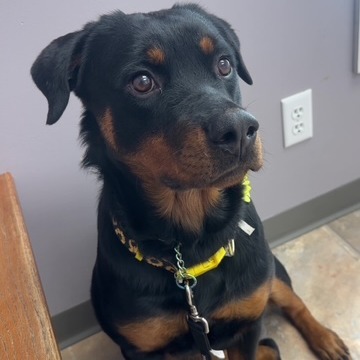 Mavis, an adoptable Rottweiler in Cloquet, MN, 55720 | Photo Image 3