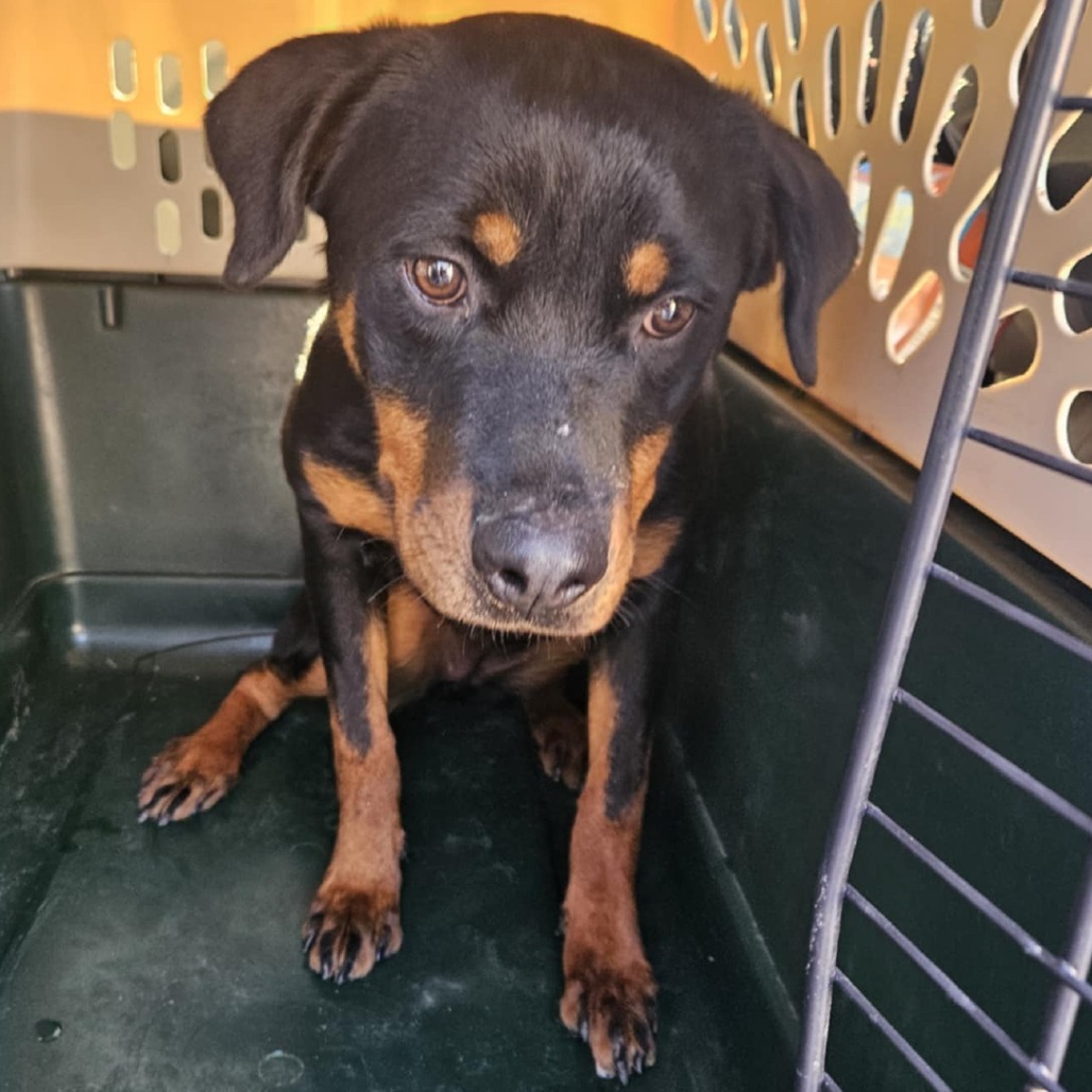 Mavis, an adoptable Rottweiler in Cloquet, MN, 55720 | Photo Image 4