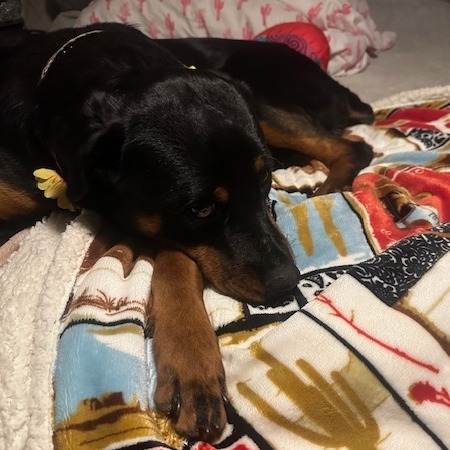 Mavis, an adoptable Rottweiler in Cloquet, MN, 55720 | Photo Image 5