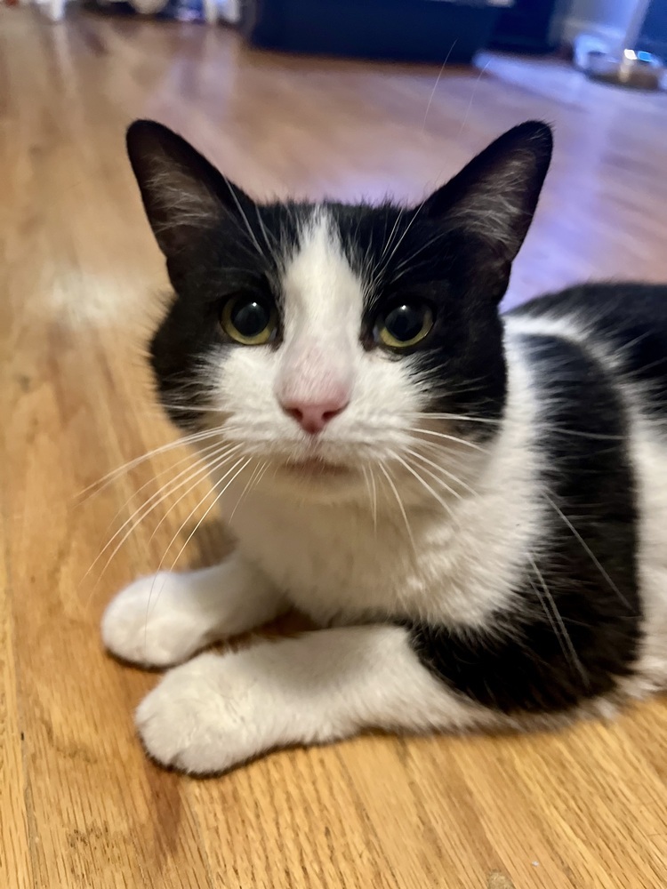 Henrietta