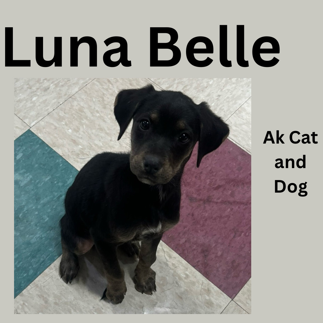 Luna Bell (Yellow collar surrendered/AC), an adoptable German Shepherd Dog, Labrador Retriever in Wasilla, AK, 99654 | Photo Image 1