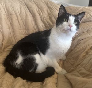 Eddie Domestic Short Hair Cat