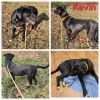 Kevin