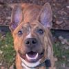 Sarge 5502 photo 1