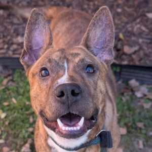 Sarge 5502, Adult Male Mixed Breed