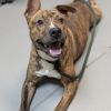 Sarge 5502 photo 3