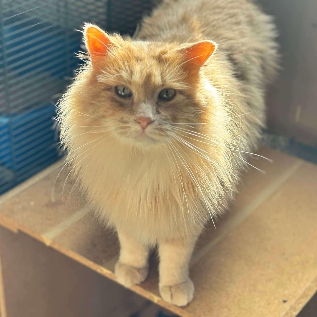 Dune, an adoptable Domestic Long Hair in Nampa, ID, 83686 | Photo Image 1