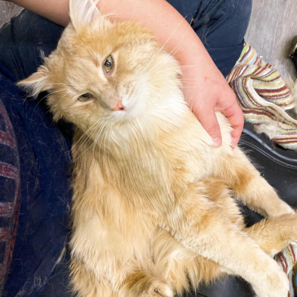 Dune, an adoptable Domestic Long Hair in Nampa, ID, 83686 | Photo Image 2