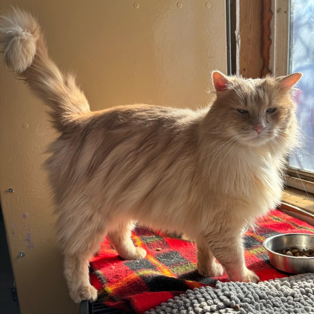 Dune, an adoptable Domestic Long Hair in Nampa, ID, 83686 | Photo Image 3