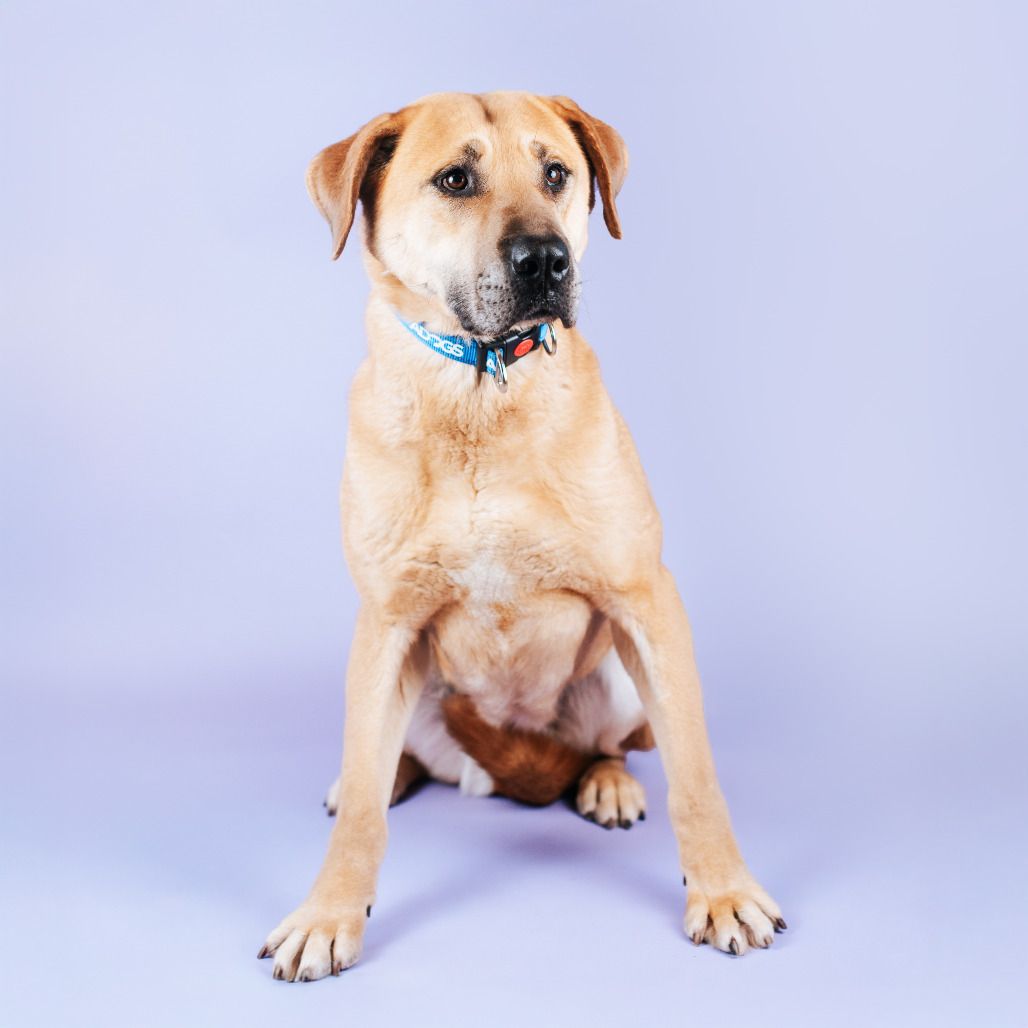 Stella, an adoptable Jindo in Northbrook, IL, 60062 | Photo Image 1