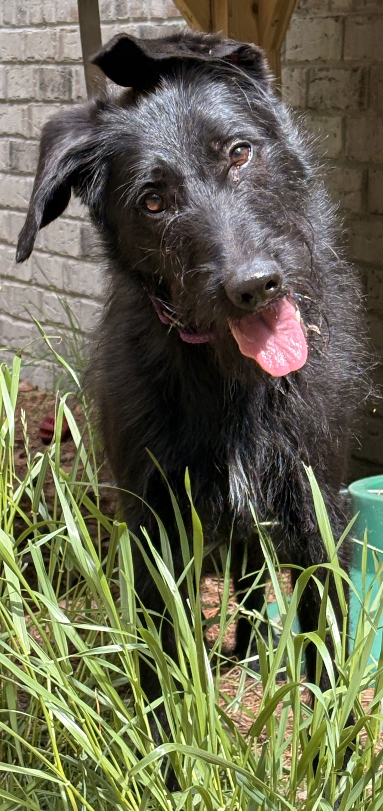 Scruffalapogus Fee Sponsored