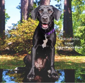 Girlfriend Fee Sponsored, Baby Female Labrador Retriever