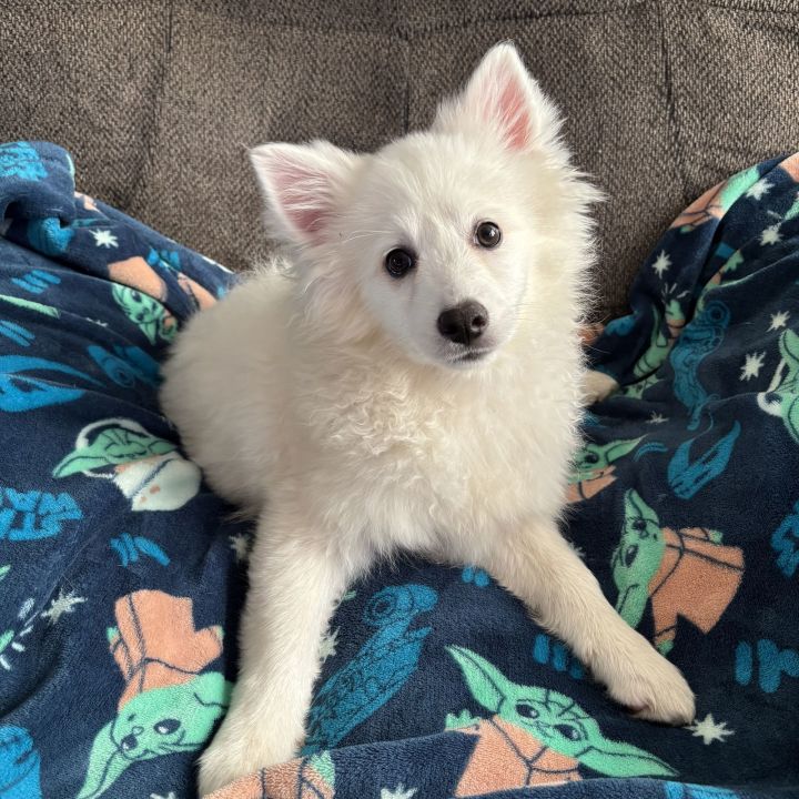 Nanook 1
