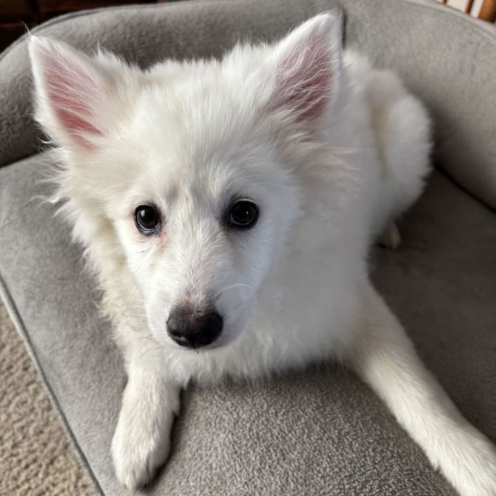 Nanook 2