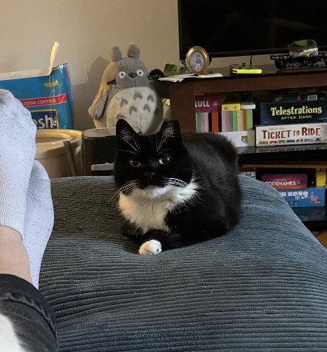 Penelope Pussycat