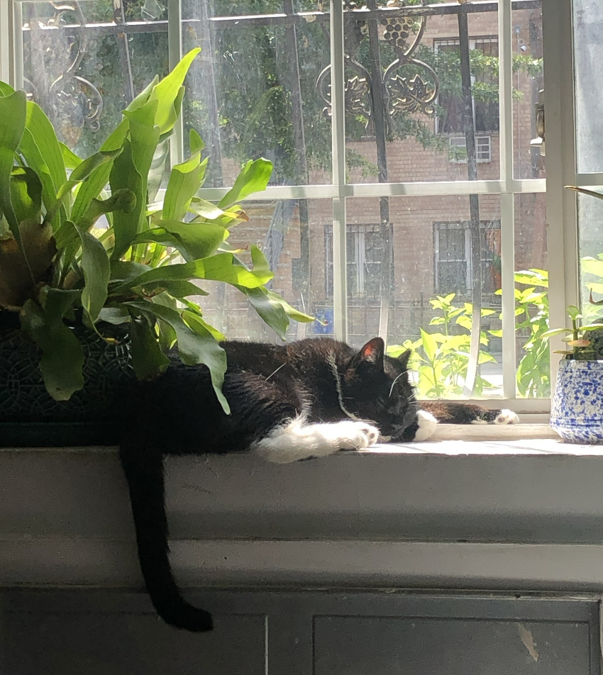 Penelope Pussycat