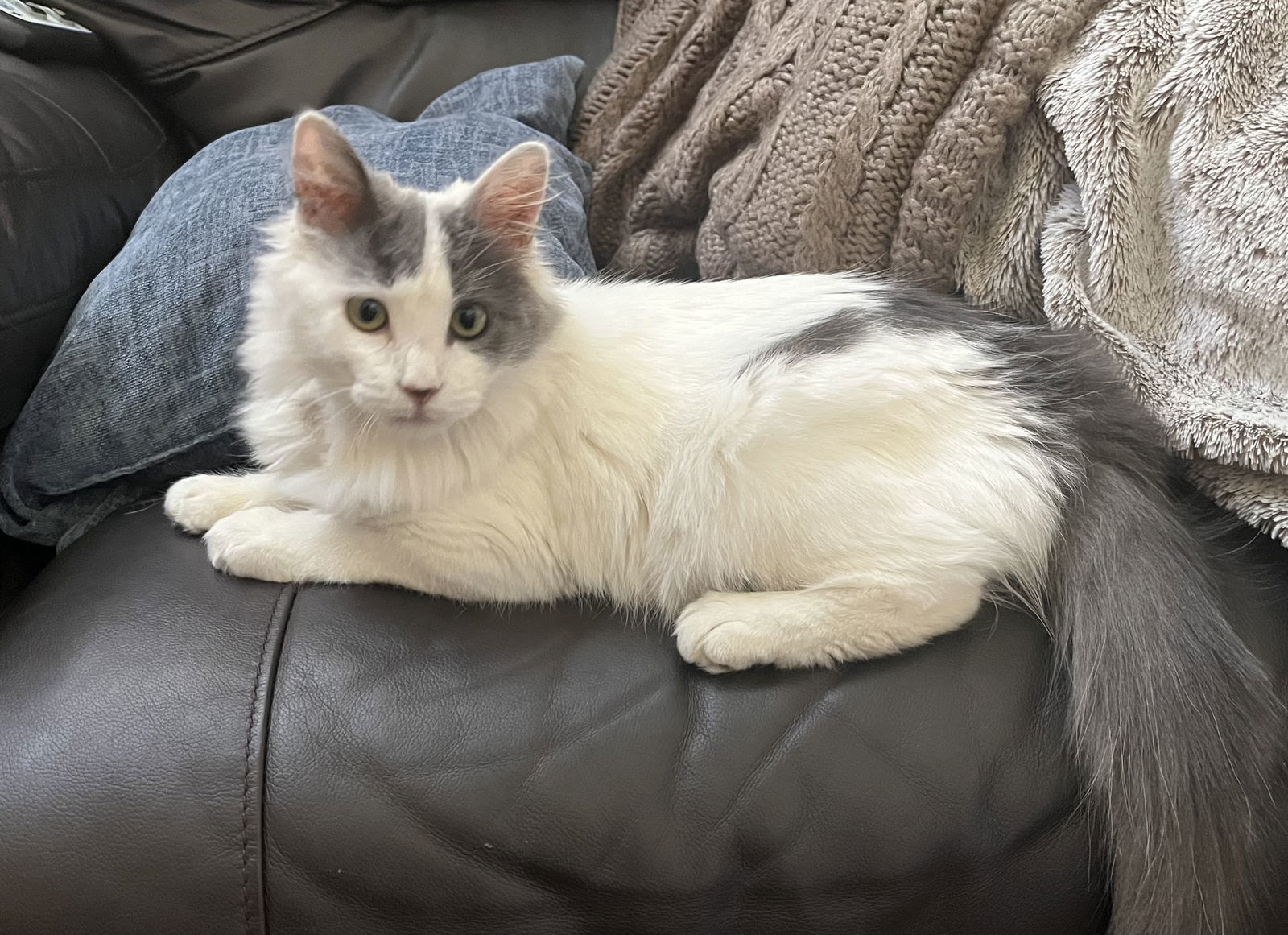 Spicy, an adoptable Persian, Domestic Long Hair in Walnut Creek, CA, 94596 | Photo Image 2