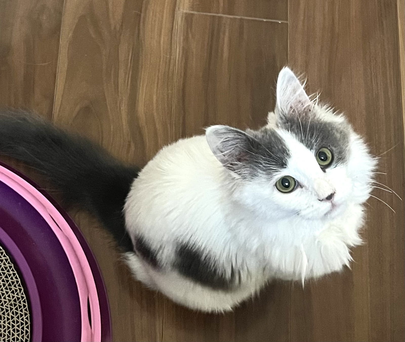 Spicy, an adoptable Persian, Domestic Long Hair in Walnut Creek, CA, 94596 | Photo Image 3