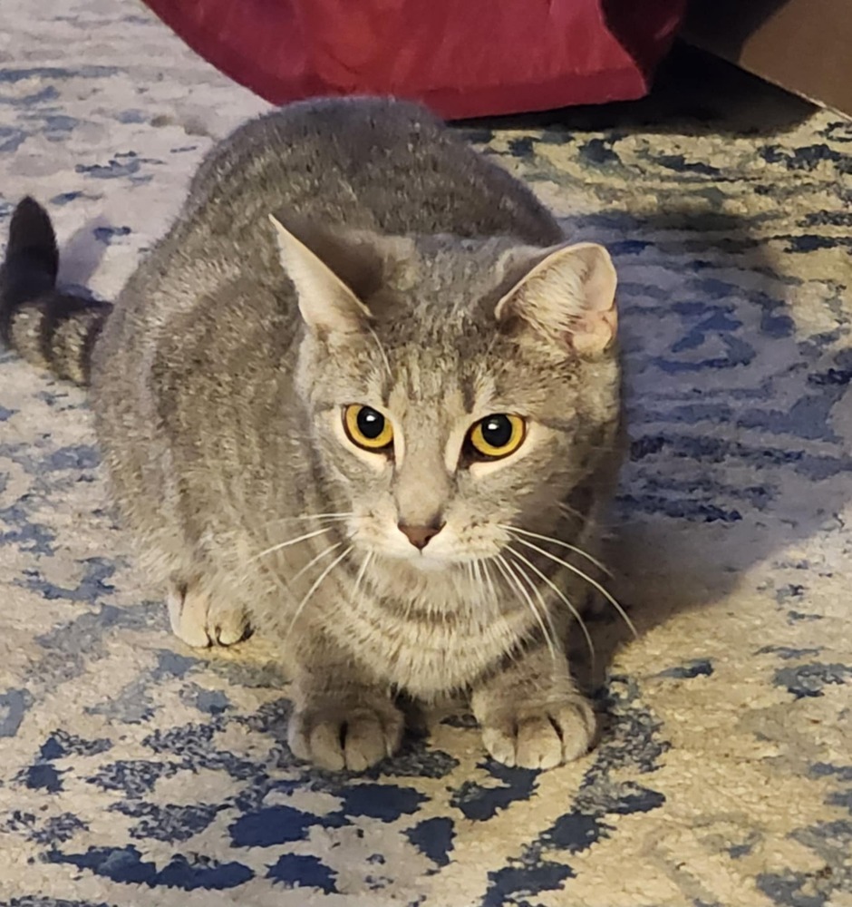 Debbie (24-122 C)