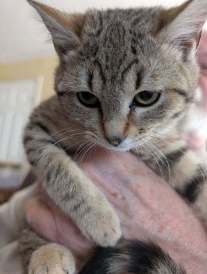 Eloise, Baby Female Domestic Short Hair