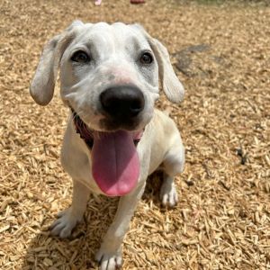 Destiny, Baby Female Hound