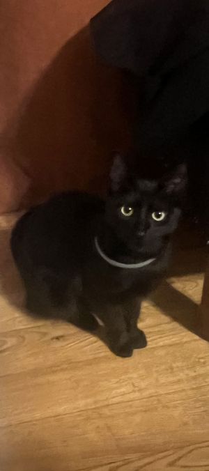Please contact Eliza for more information about this pet Ebony is a sweet 7 month old kitten She i