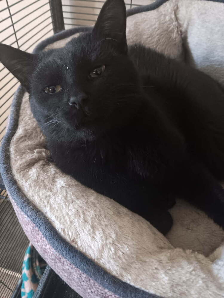 Dewey