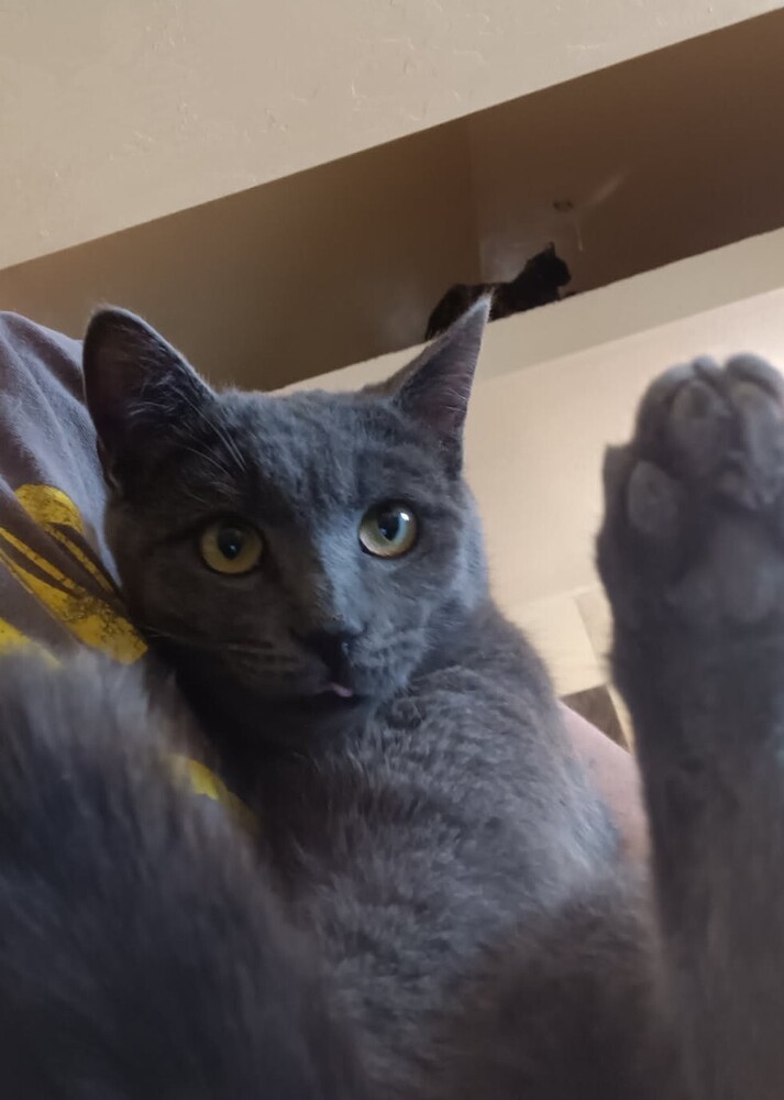 Ivan